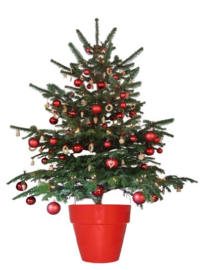 sapin-noel.jpg